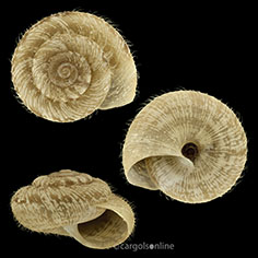 IMG_detallada/Xerotricha conspurcata.jpg